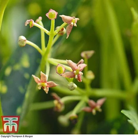 Aucuba Japonica 'Crotonifolia' 2 Aucuba Japonica 'Crotonifolia' - Image 2