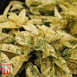 Aucuba Japonica 'Crotonifolia' 10 Aucuba Japonica 'Crotonifolia' -Garden Central Sales Store AUCU T66058 B