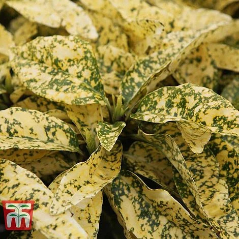 Aucuba Japonica 'Crotonifolia' 4 Aucuba Japonica 'Crotonifolia' - Image 4