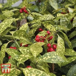 Aucuba Japonica 'Crotonifolia'