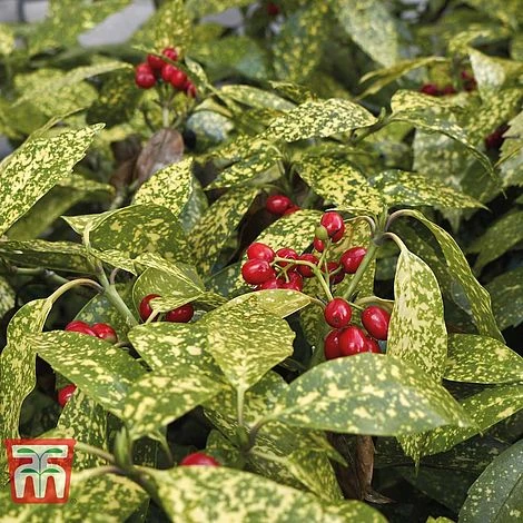 Aucuba Japonica 'Crotonifolia' 1 Aucuba Japonica 'Crotonifolia'