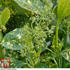 Aucuba Japonica 'Crotonifolia' 12 Aucuba Japonica 'Crotonifolia' -Garden Central Sales Store AUCU T66058 F1