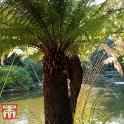 Australian Tree Fern -Garden Central Sales Store AUST T55574 C
