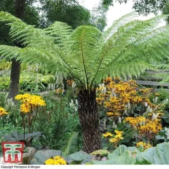 Australian Tree Fern -Garden Central Sales Store AUST T55574 D