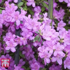 Azalea 'Dwarf Collection' -Garden Central Sales Store AZAL 51902 F