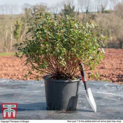 Rhododendron 'Rustica Pink' (Azalea Group) -Garden Central Sales Store AZAL WKB9203 L