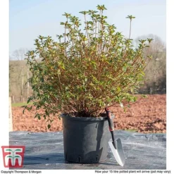 Rhododendron 'Rustica Pink' (Azalea Group) -Garden Central Sales Store AZAL WKB9203 M