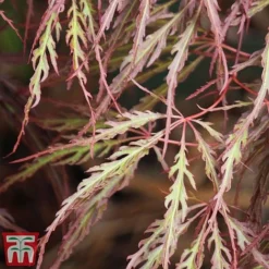 Acer Palmatum 'Crimson Queen' -Garden Central Sales Store Acer crimson