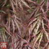 Acer Palmatum 'Crimson Queen'