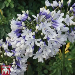 Agapanthus Duo Collection -Garden Central Sales Store Agapanthus Twister 1 Supp F1