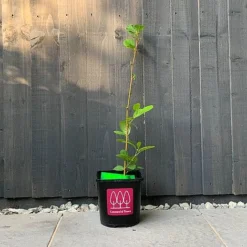 Alder Tree (Alnus Glutinosa) Grown By Cotswold Trees -Garden Central Sales Store Alder