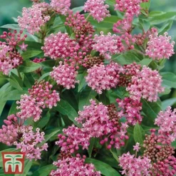 Asclepias Collection -Garden Central Sales Store Asclepias Cind