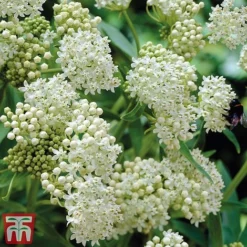 Asclepias Collection -Garden Central Sales Store Asclepias Ice