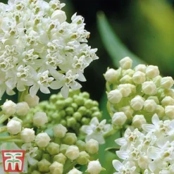 Asclepias Incarnata 'Ice Ballet' -Garden Central Sales Store Asclepias Ice3