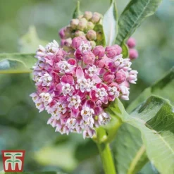 Asclepias Collection -Garden Central Sales Store Asclepias Soul2