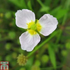 Baldellia Ranunculoides (Marginal Aquatic) -Garden Central Sales Store BALD T78097 C h