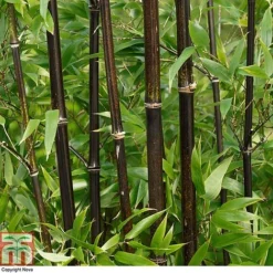 Black Bamboo