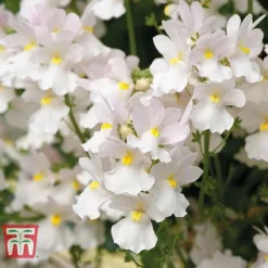 White Hanging Basket Duo -Garden Central Sales Store BASK T15787 C