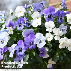 Viola 'Ocean Blues Collection' -Garden Central Sales Store BASK PREPLVIOL T49368