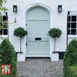 Laurus Nobilis (Standard) -Garden Central Sales Store BAYT T44505 B