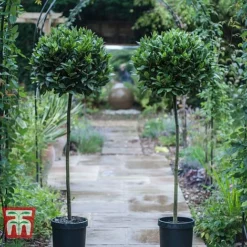 Laurus Nobilis (Standard)