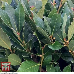Laurus Nobilis (Standard) -Garden Central Sales Store BAYT T44505 D