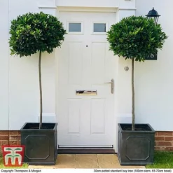 Laurus Nobilis (Standard) -Garden Central Sales Store BAYT T44505 E1