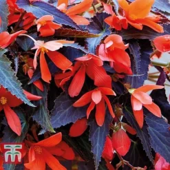 Begonia 'Bossa Nova Night Fever Papaya' -Garden Central Sales Store BEGO KA8763 B