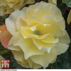 Begonia 'Fragrant Falls Improved&trade; - Lemon Delight' -Garden Central Sales Store BEGO KB2774 C