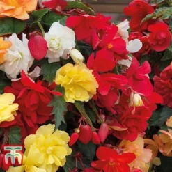 Begonia X Tuberhybrida 'Illumination Mixed' -Garden Central Sales Store BEGO P86758 C