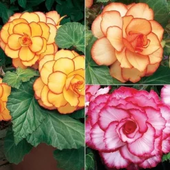 Begonia Collection -Garden Central Sales Store BEGO P9368 B1