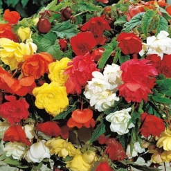 Begonia Collection -Garden Central Sales Store BEGO T16239 A1