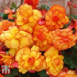 Begonia 'Cascading Fireball' 6 Begonia 'Cascading Fireball' -Garden Central Sales Store BEGO T16328 A