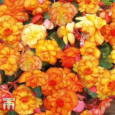 Begonia 'Cascading Fireball' 1 Begonia 'Cascading Fireball'