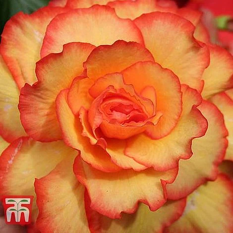 Begonia 'Cascading Fireball' 2 Begonia 'Cascading Fireball' - Image 2
