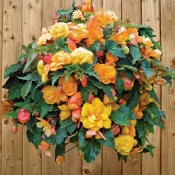 Begonia 'Fragrant Falls Improved&trade; - Apricot Delight' -Garden Central Sales Store BEGO T47320 C h