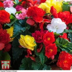 Begonia 'Nonstop Mixed' - Tubers -Garden Central Sales Store BEGO T47418 B2