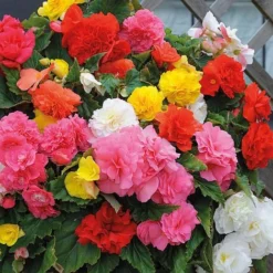 Begonia Collection -Garden Central Sales Store BEGO T47418 B h