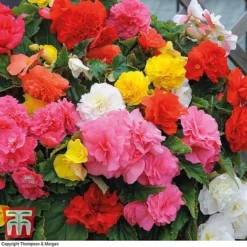 Begonia 'Nonstop Mixed' - Tubers -Garden Central Sales Store BEGO T47418 B h2