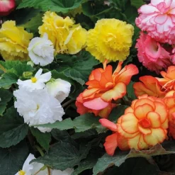 Begonia 'Majestic Mixed' -Garden Central Sales Store BEGO T67458 B h