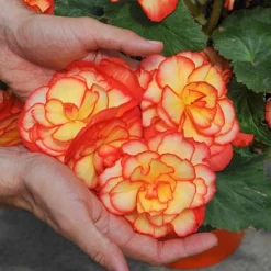 Begonia 'Majestic Mixed' -Garden Central Sales Store BEGO T67458 C