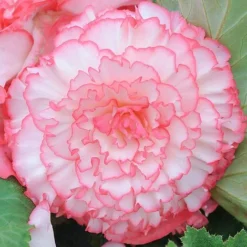 Begonia 'Majestic Mixed' -Garden Central Sales Store BEGO T67458 D