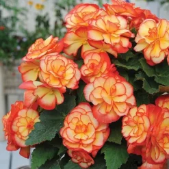 Begonia 'Majestic Mixed' -Garden Central Sales Store BEGO T67458 E