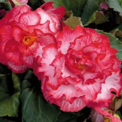 Begonia 'Majestic Mixed' -Garden Central Sales Store BEGO T67458 F