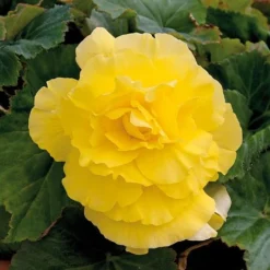 Begonia 'Majestic Mixed' -Garden Central Sales Store BEGO T67458 G
