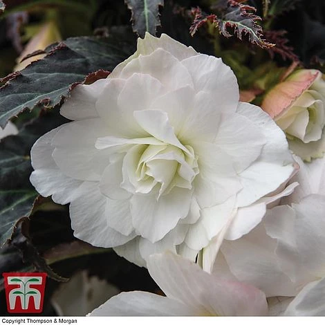 Begonia 'Nonstop Joy Mocca White' 3 Begonia 'Nonstop Joy Mocca White' - Image 3