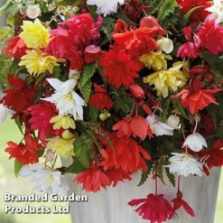 Begonia Tuber Collection -Garden Central Sales Store BEGO WKF0211 C