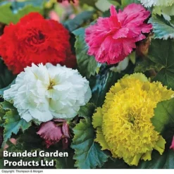 Begonia Tuber Collection -Garden Central Sales Store BEGO WKF0211 D