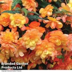 Summer Plant & Seed Collection -Garden Central Sales Store BEGO APRISHADE T110081