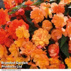 Summer Plant Collection -Garden Central Sales Store BEGO APRISHADE T16296